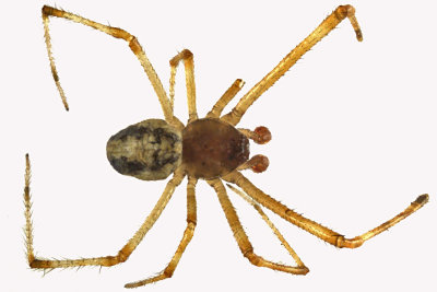 Cobweb spider sp2 1 m12 3mm