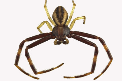 Crab Spider - Misumena vatia - Goldenrod Crab Spider male 1 m12 3,1mm 