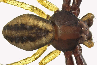 Crab Spider - Misumena vatia - Goldenrod Crab Spider male 2 m12 3,1mm 