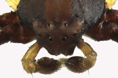 Crab Spider - Misumena vatia - Goldenrod Crab Spider male 3 m12 3,1mm 