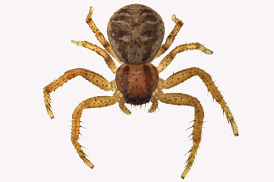 Crab Spider - Xysticus sp1 1 m12 3,4mm 
