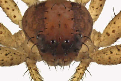 Crab Spider - Xysticus sp1 3 m12 3,4mm 