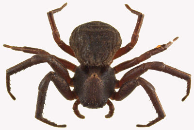 Crab Spider - Xysticus sp3 1 m12 6,8mm 