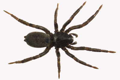 Ground Spider sp1 1 m12 5,2mm 