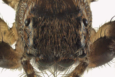 Jumping Spider - Evarcha sp1 2 m12 5,5mm 