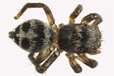 Jumping Spider - Habronattus decorus 1 m12 3,3mm 