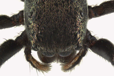 Jumping Spider - Tutelina sp 2 m12 5,7mm 