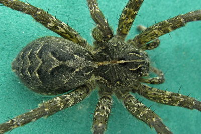 Nursery Web Spiders - Dolomedes scriptus Fishing Spider 2 m13 