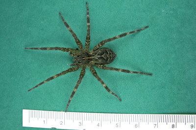 Nursery Web Spiders - Dolomedes scriptus Fishing Spider 3 m13 