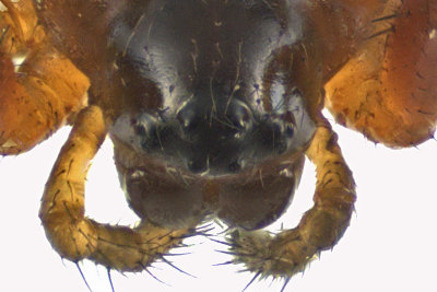 Orb Weaver - Araneus sp1 2 m12 4,7mm 