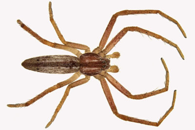 Running Crab Spider - Tibellus oblongus sp2 1 m13 7,2mm  