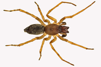 Sac Spider sp1 1 m13 6,5mm 