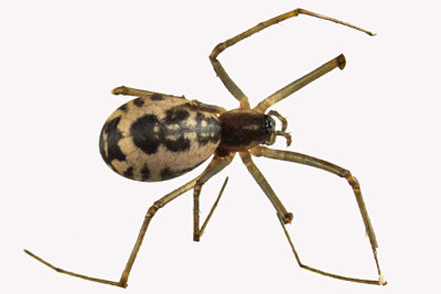Sheetweb spider - Neriene radiata 1 m12 4,6mm 