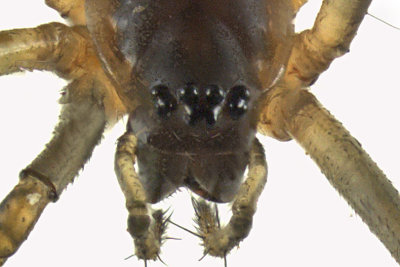 Sheetweb spider - Neriene radiata 2 m12 4,6mm 