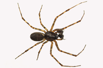 Sheetweb spider - Neriene 1 m12 4,6mm 