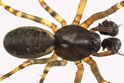 Sheetweb spider - Neriene 2 m12 4,6mm 