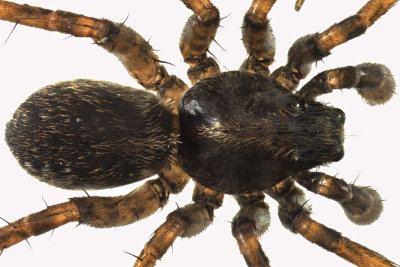 Wolf spider - Pardosa sp2 2 m12 4,2mm 