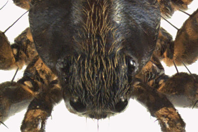 Wolf spider - Pardosa sp2 3 m12 4,2mm 