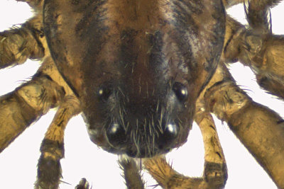 Wolf spider - Pirata sp1 2 m12 2,8mm 