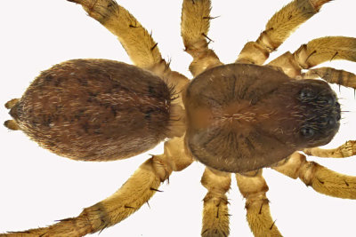 Wolf spider - Trochosa sp1 2 m13 4,4mm 