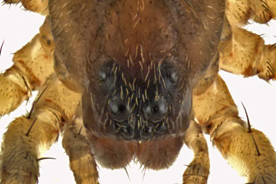 Wolf spider - Trochosa sp1 3 m13 4,4mm 