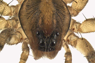 Wolf spider - Trochosa sp2 3 m12 3,3mm 