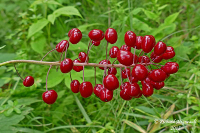 Acte rouge - Red Banebery - Actaea rubra 4 m15