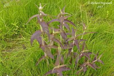 Eupatoire perfolie - Thoroughwort - Euputorium perfoliatum 4m15 