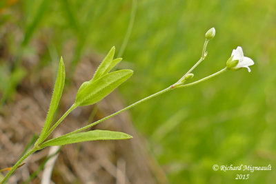 Sabline latriflore - grove sandwort - Arenaria lateriflora 2 m15