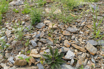 pervire vulgaire - Common hawkweed - Hieracium vulgatum 1 m15