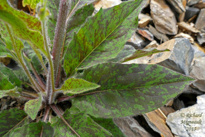 pervire vulgaire - Common hawkweed - Hieracium vulgatum 2 m15