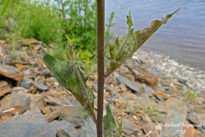 pervire vulgaire - Common hawkweed - Hieracium vulgatum 3 m15