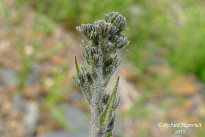 pervire vulgaire - Common hawkweed - Hieracium vulgatum 4 m15