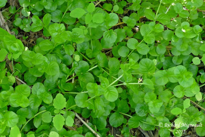 Lysimaque nummulaire - Creeping loosestrife - Lysimachia nummularia 1 m15