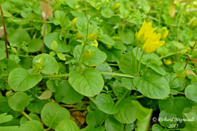 Lysimaque nummulaire - Creeping loosestrife - Lysimachia nummularia 3 m15