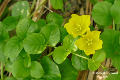 Lysimaque nummulaire - Creeping loosestrife - Lysimachia nummularia 4 m15