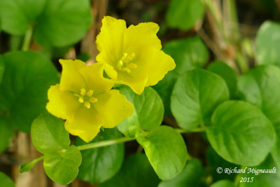 Lysimaque nummulaire - Creeping loosestrife - Lysimachia nummularia 5 m15