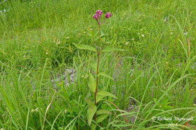 Asclpiade incarnate - Swamp Milkweed - Asclepias incarnata 1 m15
