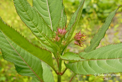 Balsamine de lHimalaya - Himalayan balsam - Impatiens glandulifera 3 m15