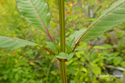Balsamine de lHimalaya - Himalayan balsam - Impatiens glandulifera 8 m15