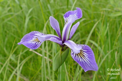 Iris Versicolore - Blue flag - Iris versicolor 1 m15