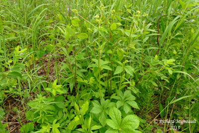 Sanicle du Maryland - Black snakeroot - Sanicula marilandica 3 m15