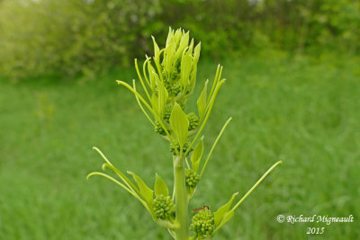 Raisin de couleuvre - Carrion flower - Smilax herbacea 3 m15