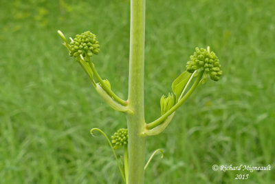 Raisin de couleuvre - Carrion flower - Smilax herbacea 4 m15