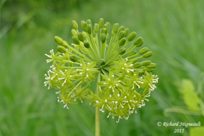 Raisin de couleuvre - Carrion flower - Smilax herbacea 5 m15