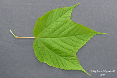 rable de Pennsylvanie - Bois dorignal -  striped maple - Acer pensylvanicum 3 m15