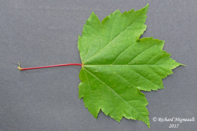 rable rouge - Red maple - Acer rubrum 4 m15
