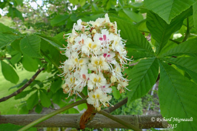 Marronnier dInde - Horse-chestnut - Aesculus hippocastanum 1 m15