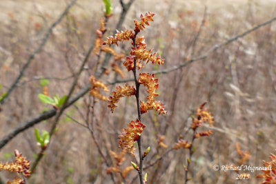 Myrique baumier - Sweet gale - Myrica gale 4 m15