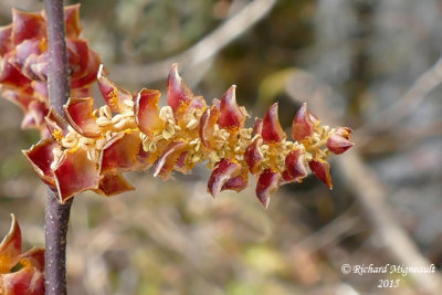 Myrique baumier - Sweet gale - Myrica gale 5 m15